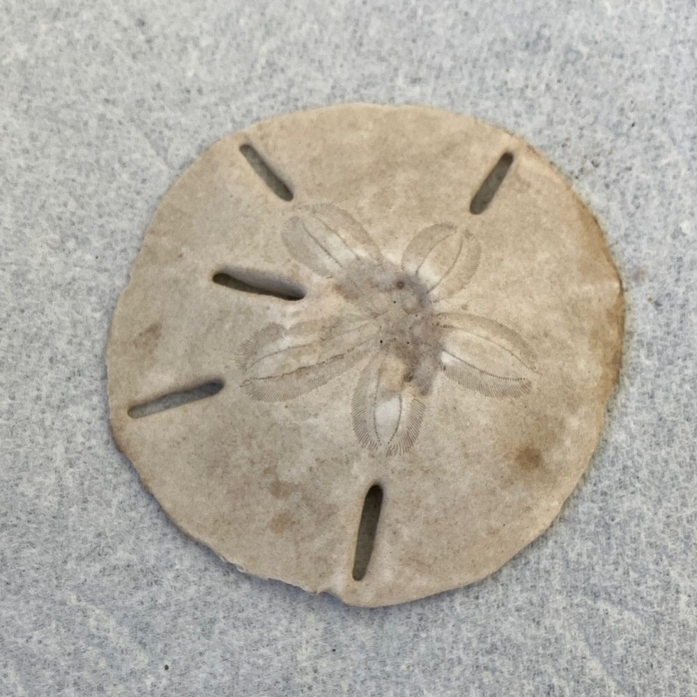 Sand Dollar